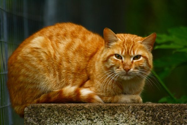 Ангорский кот рыжий