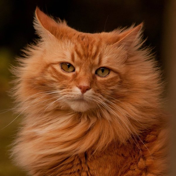 Огненно рыжие котята