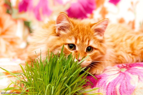 Рыжий котик