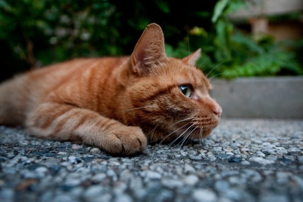 Рыже красные коты