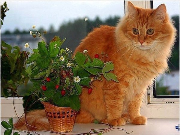 Рыжий кот