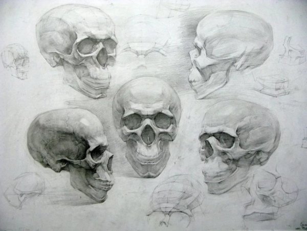 Академическое рисование черепа