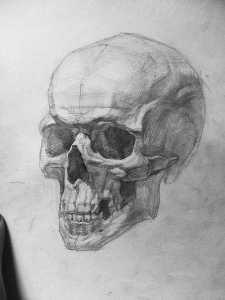 Череп анфас Академический