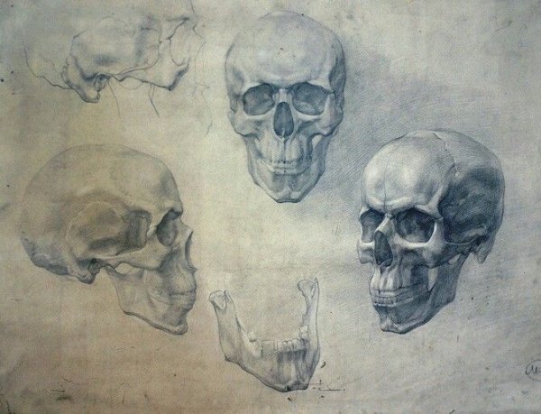 Анатомия черепа Рыжкин