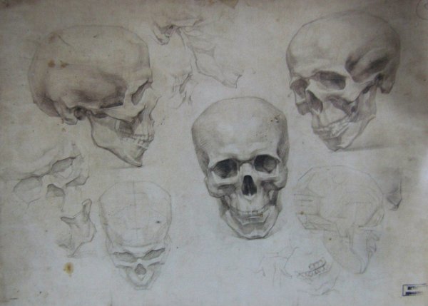 Череп Экорше Академический