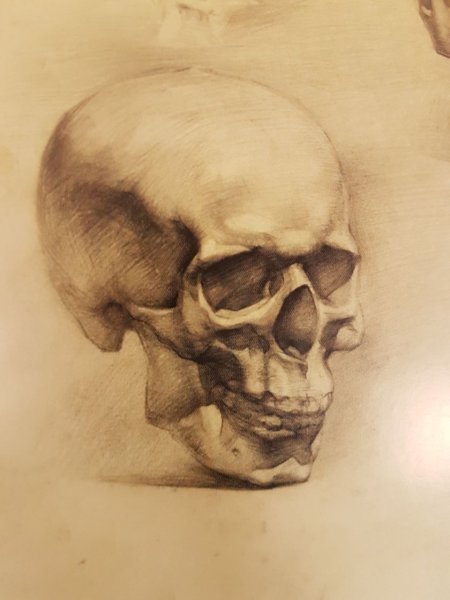 Череп Академический