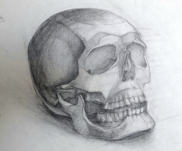 Череп рисунок Академика