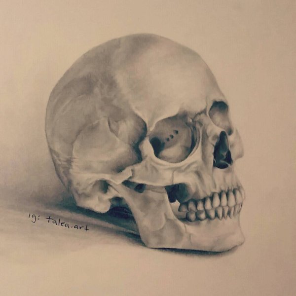 Модель черепа человека для рисования