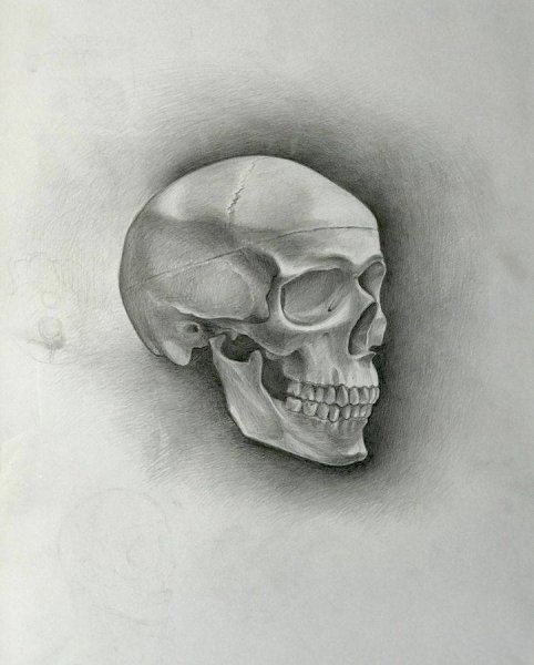 Академическое рисование черепа