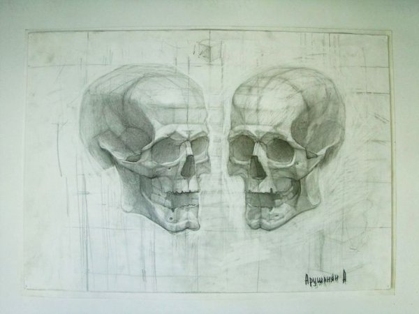 Построение черепа в перспективе