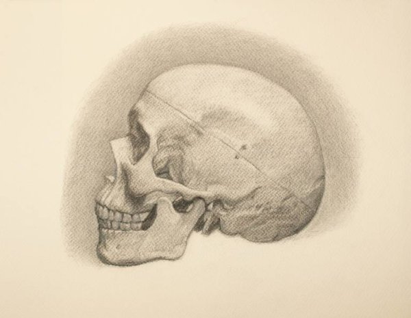 Академический череп профиль