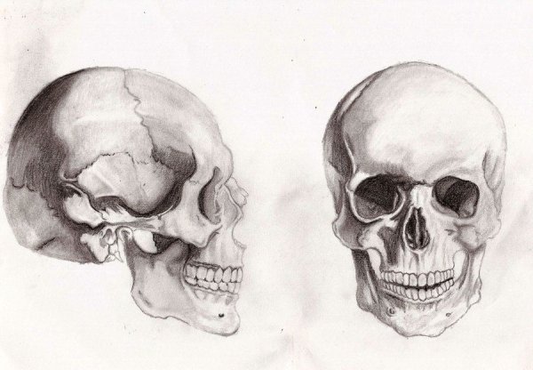 Череп пластическая анатомия