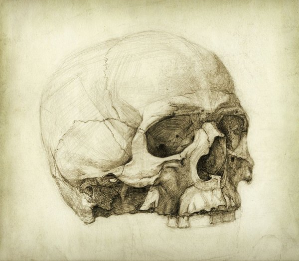 Картинки академический череп (50 фото)
