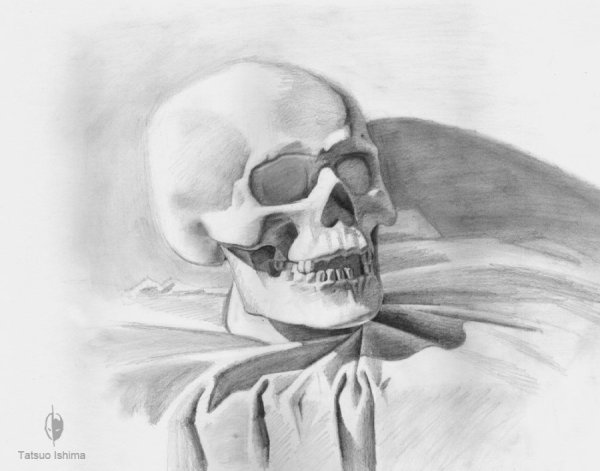 Гипсовый череп для рисования