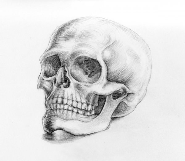 Анатомические зарисовки Леонардо да Винчи