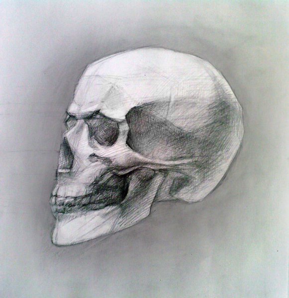 Зарисовки черепа человека