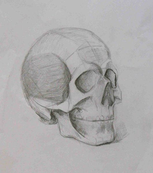 Череп карандашом три четверти