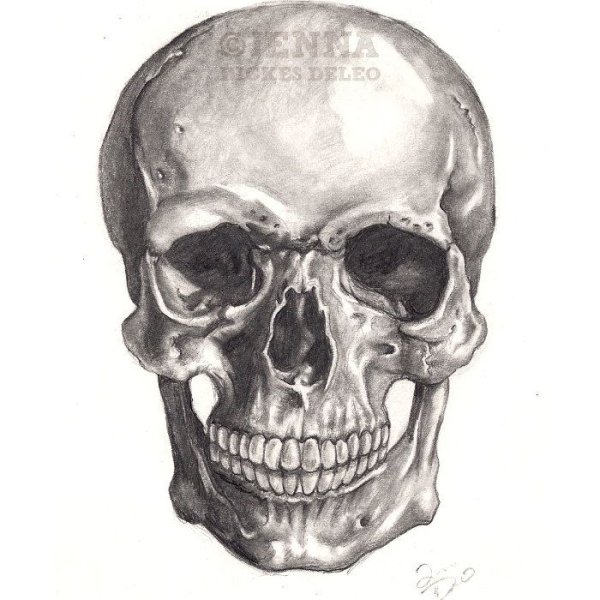 Череп человека ручкой