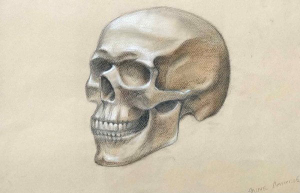 Череп в профиль анатомия