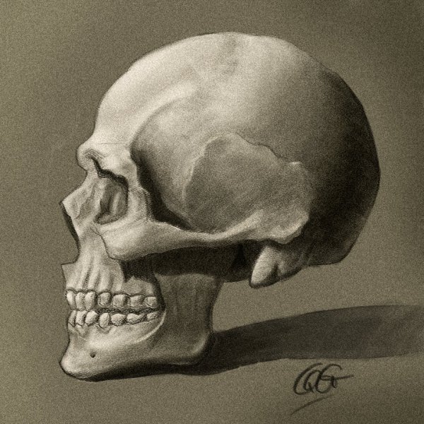 Череп в анфас анатомия