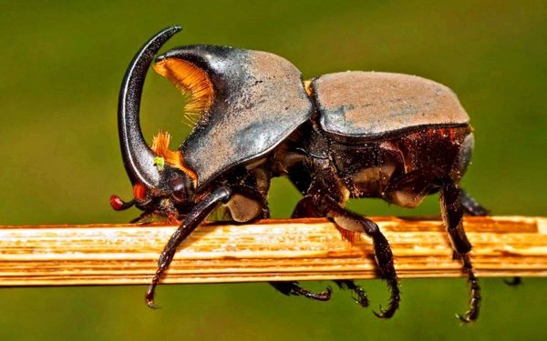 Oryctes nasicornis Polonicus