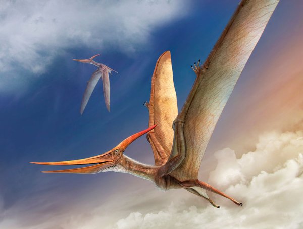 Птеранодон динозавр