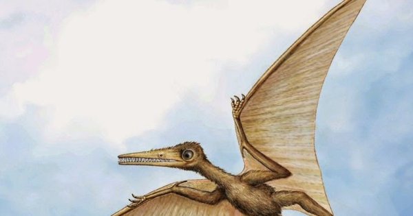 Kryptodrakon progenitor