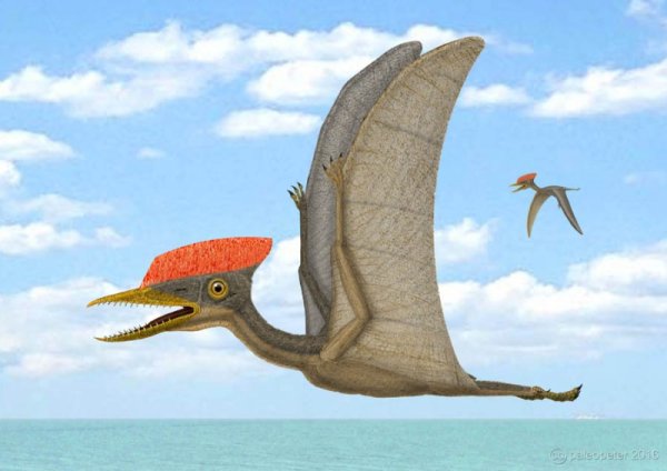Динозавры летающие Птеранодон