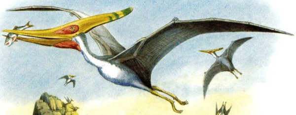 Гнездо птеранодона