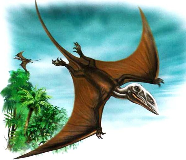 Птеранодон Буриан