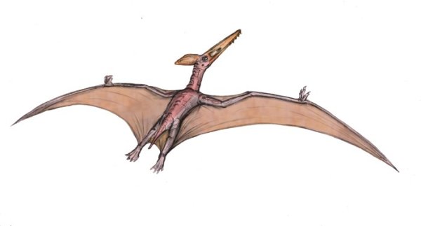 Археоптерикс, птеродактиль, Птеранодон
