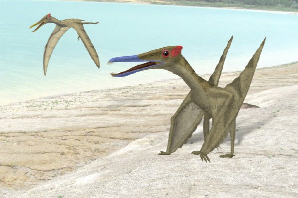 Птеродактиль Эволюция