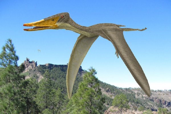 Большой птеродактиль