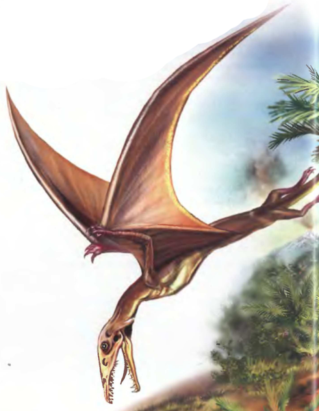 Rhamphorhynchus Jessoni