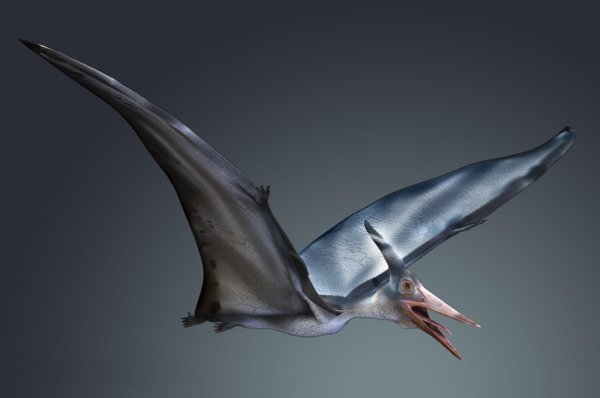 Гигантский Птеранодон Родан