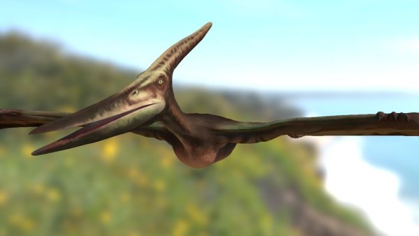 Pteranodon ingens