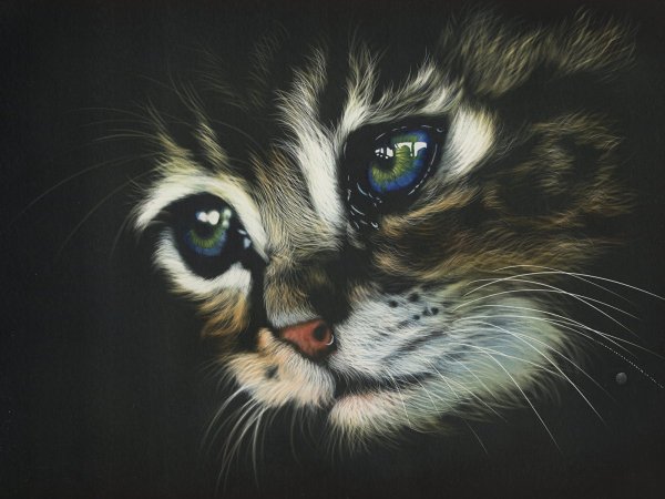 Алмазная мозаика морда кошки