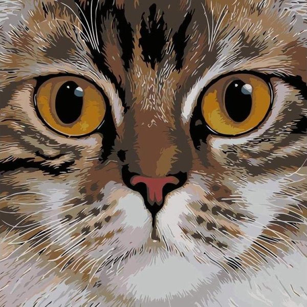 Кошачья мордашка
