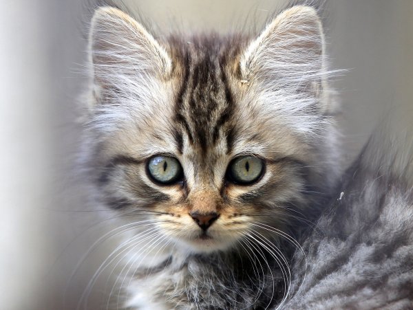 Мордочка котенка