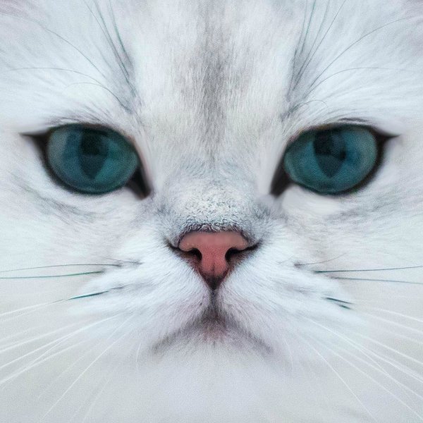 Кот Реджи