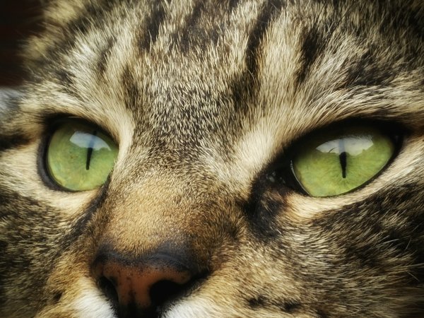 ЛАЗ для кошки