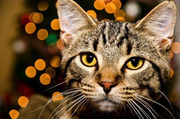 Красивые коты