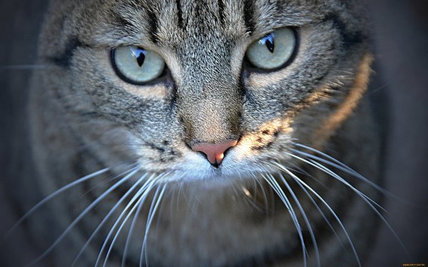Лицо кота