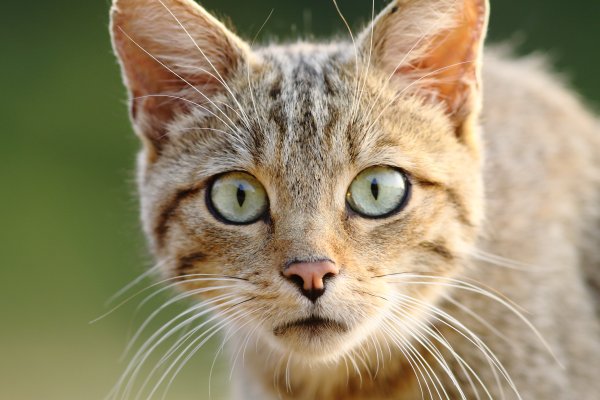 Смешная морда кота