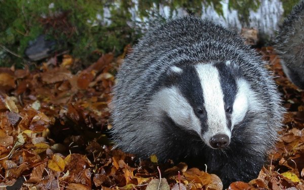 Badger Badger Badger фильм 2003