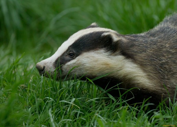 Badger Badger Badger