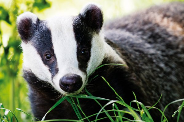 Badger species