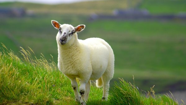 Картинки овца (33 фото)