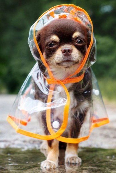 Смешные собаки