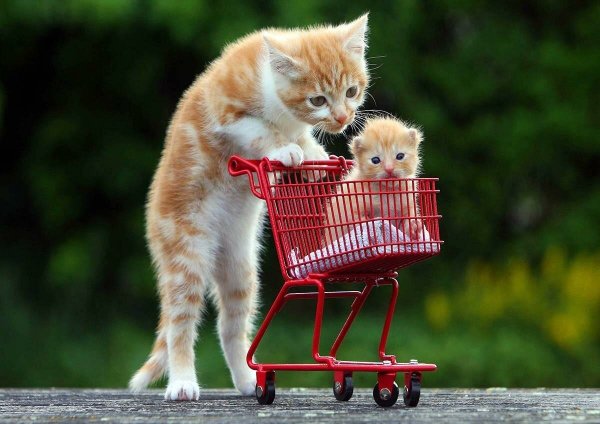 Котята картинки прикольные